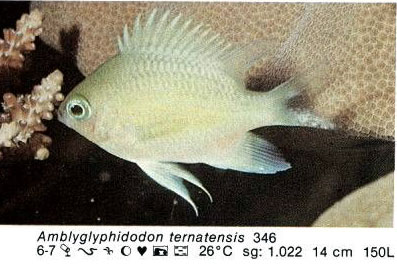 Amblyglyphidodon ternatensis